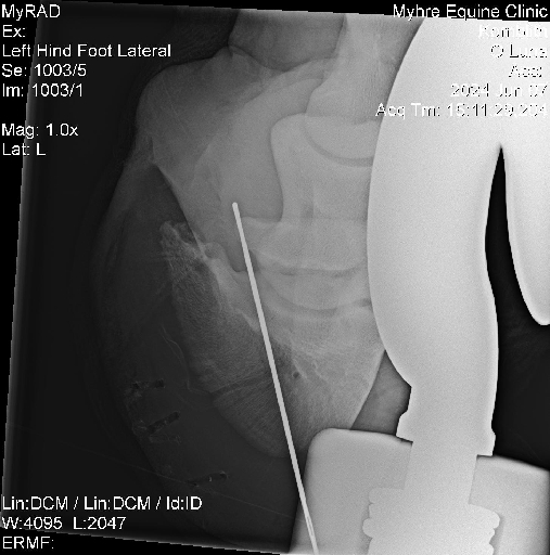 Luna Radiographs0008